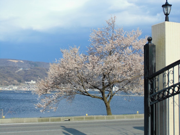 門前の桜 カーサ・デ・ソル諏訪湖(有料老人ホーム[特定施設])の画像